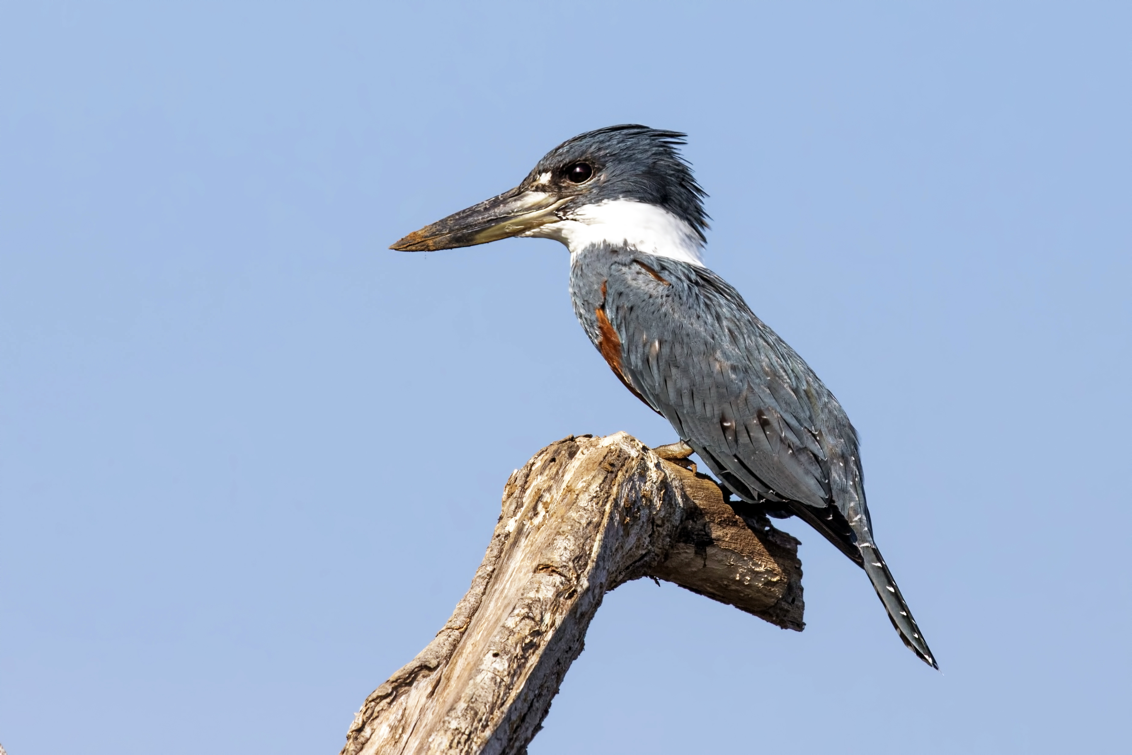 Ringed Kingfisher